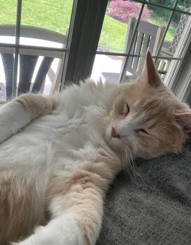 Bee -  Domestic Medium Hair Cat for Adoption in Temple, Pennsylvania - Bee | PetCurious