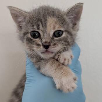 Domestic Short Hair Cats Available for Adoption in Redwood Valley, California - Love Boat | PetCurious