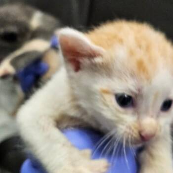 Erik -  Domestic Short Hair Cat for Adoption in Greensboro, North Carolina - Erik | PetCurious