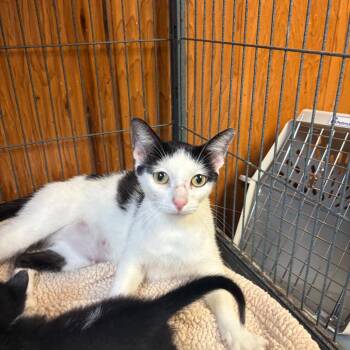Mitosis -  American Shorthair Cat for Adoption in Greenfield, Indiana - Mitosis | PetCurious