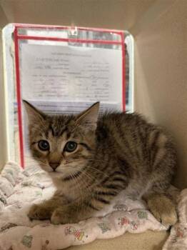 Rescue Domestic Short Hair Cats for Adoption in Hutchinson, Kansas - IHop | PetCurious