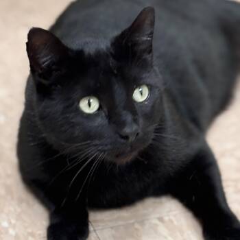 Domestic Short Hair Cats Available for Adoption - Dom | PetCurious