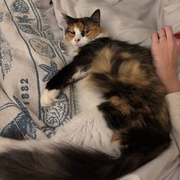Louise -  Domestic Medium Hair Cat for Adoption in Washington, District Of Columbia - Louise | PetCurious