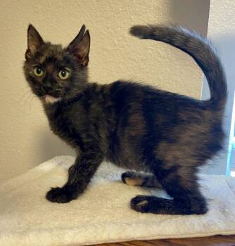 Annabelle -  Domestic Short Hair Cat for Adoption in St. Helens, Oregon - Annabelle | PetCurious