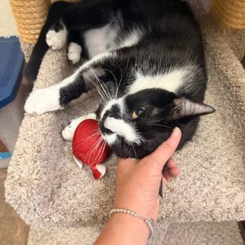 Bentley - Distinguished Curmudgeon -  Domestic Short Hair Cat for Adoption in Flagstaff, Arizona - Bentley - Distinguished Curmudgeon | PetCurious
