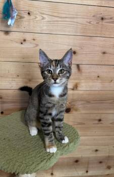 Lolly -  Tabby Cat for Adoption in Temecula, California - Lolly | PetCurious