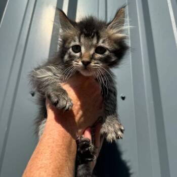 Baily kitten 4 -  Domestic Medium Hair Cat for Adoption in Ferndale, Washington - Baily Kitten 4 | PetCurious