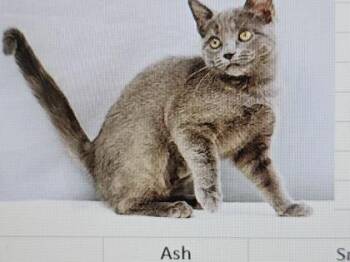 Domestic Short Hair Cats Available for Adoption in Cincinnati, Ohio - Ash | PetCurious