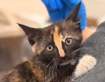 Domestic Short Hair Cats Available for Adoption in Fruit Heights, Utah - Hoo Haha | PetCurious