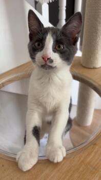 Velvet -  Domestic Short Hair Cat for Adoption in Douglasville, Georgia - Velvet | PetCurious