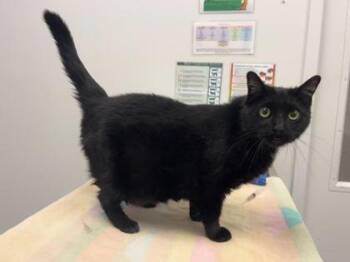 61123493 -  Domestic Short Hair Cat for Adoption in Kansas City, Missouri - 61123493 | PetCurious
