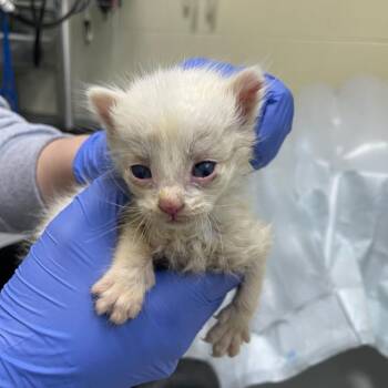 Planet Fitness -  Domestic Short Hair Cat for Adoption in Charlottesville, Virginia - Planet Fitness | PetCurious