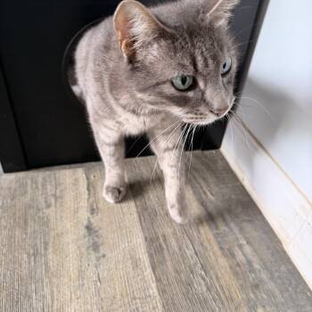 Clayto -  Tabby Cat Available for Adoption in Crescent City, California - Clayto | PetCurious