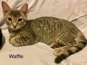 Belgian Waffle -  Tabby and Domestic Short Hair Cat for Adoption in Walnut Creek, California - Belgian Waffle | PetCurious