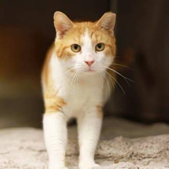 Castle -  Domestic Short Hair Cat for Adoption in Atlanta, Georgia - Castle | PetCurious