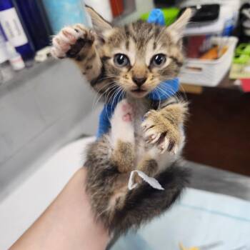 Shania @ Dorchester Rd PetSmart -  Domestic Short Hair Cat for Adoption in Summerville, South Carolina - Shania @ Dorchester Rd PetSmart | PetCurious