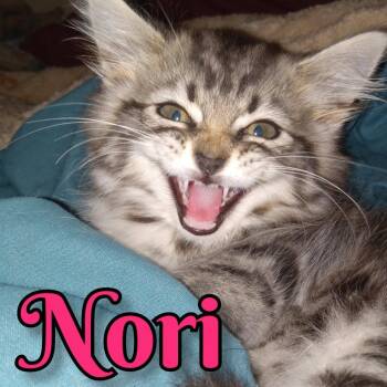 Nori -  Domestic Long Hair Cat for Adoption in Hopkinsville, Kentucky - Nori | PetCurious