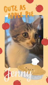 Jenny -  Domestic Short Hair Cat for Adoption in Pasco, Washington - Jenny | PetCurious