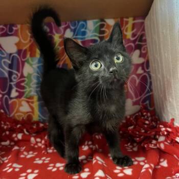 Binx -  Domestic Medium Hair Cat for Adoption - Binx | PetCurious