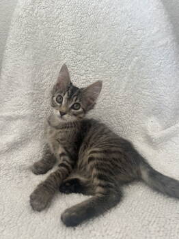 Rescue Tabby Cats for Adoption in Vallejo, California - Molly | PetCurious