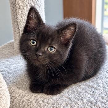 Mica -  Domestic Short Hair Cat for Adoption in Bethel, Connecticut - Mica | PetCurious