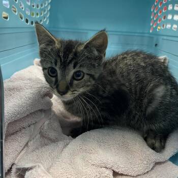 Maze -  Domestic Short Hair Cat for Adoption in Greensboro, North Carolina - Maze | PetCurious