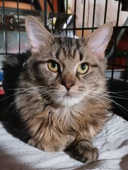 Rescue Domestic Long Hair Cats for Adoption in New York, New York - Jigsaw B. - Sweet And Handsome | PetCurious