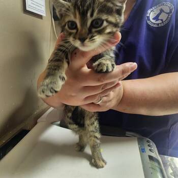 Domestic Short Hair Cats Available for Adoption in Conroe, Texas - SUNSHINE | PetCurious