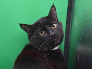 Domestic Short Hair Cats Available for Adoption in Portland, Oregon - Buddy | PetCurious