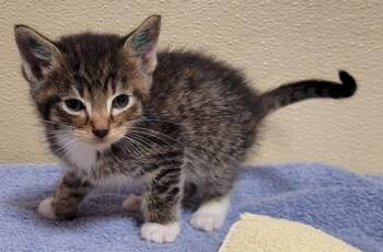 Jerry -  Domestic Short Hair Cat for Adoption in Vancouver, Washington - Jerry | PetCurious