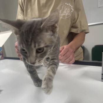 Cher -  Domestic Short Hair Cat for Adoption in Canton, Illinois - Cher | PetCurious