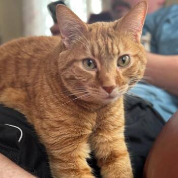 Dembe -  Domestic Short Hair and Mixed Breed Cat for Adoption in Kennebunk, Maine - Dembe | PetCurious