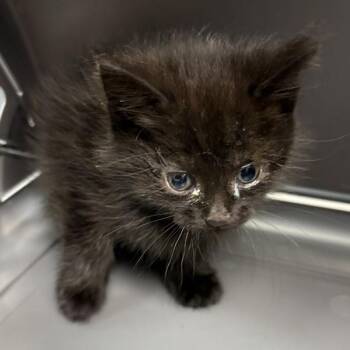 Toni -  Domestic Short Hair Cat for Adoption in Lawrenceville, Georgia - Toni | PetCurious
