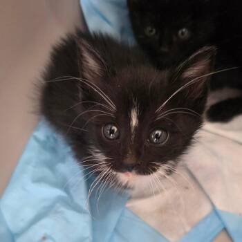 Domestic Short Hair Cats Available for Adoption in Chapel Hill, North Carolina - Ashoka | PetCurious