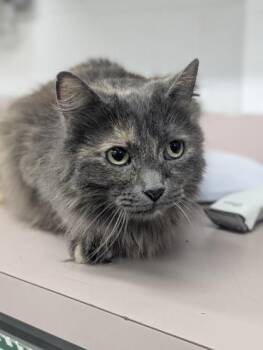 Domestic Long Hair and Domestic Short Hair Cats Available for Adoption in Fort Worth, Texas - Rosie | PetCurious