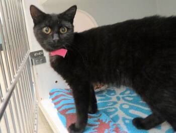 Domestic Short Hair Cats Available for Adoption in Oklahoma City, Oklahoma - CINDER | PetCurious