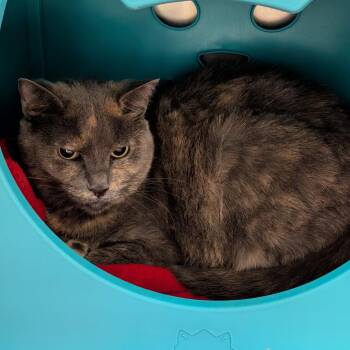 Lilbit -  Domestic Short Hair Cat for Adoption in Titusville, Florida - Lilbit | PetCurious