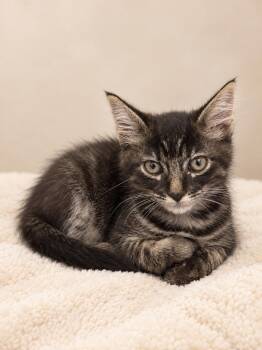 Charmander (1742) -  Tabby Cat for Adoption in Zephyrhills, Florida - Charmander (1742) | PetCurious