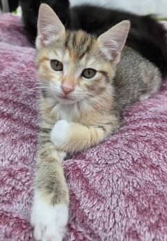 Honda -  Domestic Short Hair Cat for Adoption in Houston, Texas - Honda | PetCurious