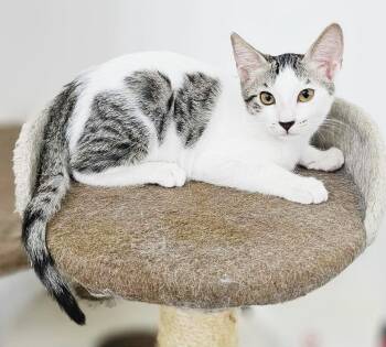Caracolito is simply a living angel - WING markings on his side  -  Turkish Van and Egyptian Mau Cat for Adoption in Bedford Hills, New York - Caracolito Is Simply A Living Angel - WING Markings On His Side  | PetCurious
