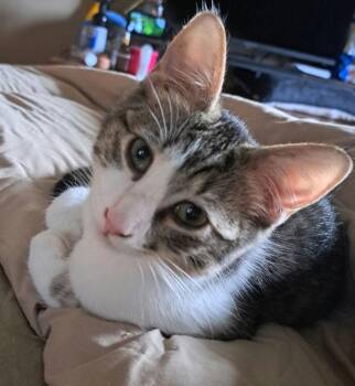 Cookies & Cream -  Domestic Short Hair Cat for Adoption in West Mifflin, Pennsylvania - Cookies & Cream | PetCurious