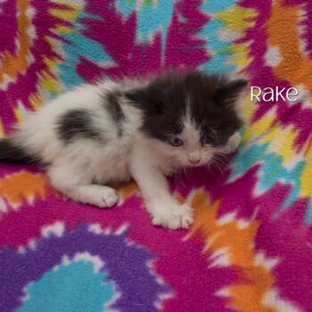 Rake -  Domestic Medium Hair Cat for Adoption in Parkersburg, West Virginia - Rake | PetCurious