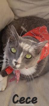 Rescue Domestic Short Hair Cats for Adoption in Chilliwack, British Columbia - Cece | PetCurious