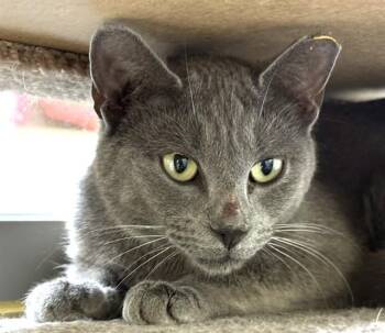Domestic Short Hair Cats Available for Adoption in Dedham, Massachusetts - SHARK | PetCurious