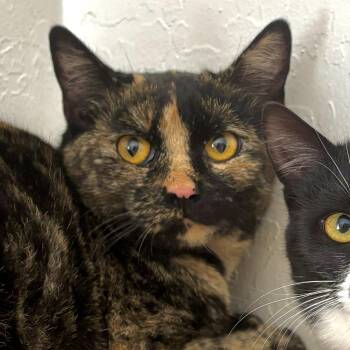 Rescue Domestic Short Hair Cats for Adoption in Sonora, California - Cleopatra | PetCurious