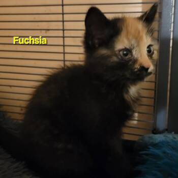 Fuchsia -  Domestic Short Hair Cat for Adoption in Harrisonburg, Virginia - Fuchsia | PetCurious