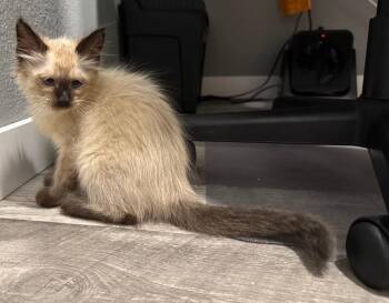 Fluffernuts -  Siamese Cat for Adoption in Syracuse, Indiana - Fluffernuts | PetCurious