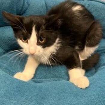 Stevia -  Domestic Long Hair Cat for Adoption in Green Valley, Arizona - Stevia | PetCurious