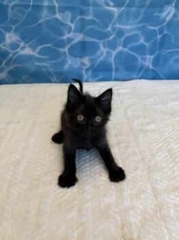 Xulane -  Domestic Long Hair Cat for Adoption in Wheaton, Illinois - Xulane | PetCurious