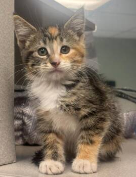 Sunflower -  Domestic Short Hair Cat for Adoption in Viroqua, Wisconsin - Sunflower | PetCurious